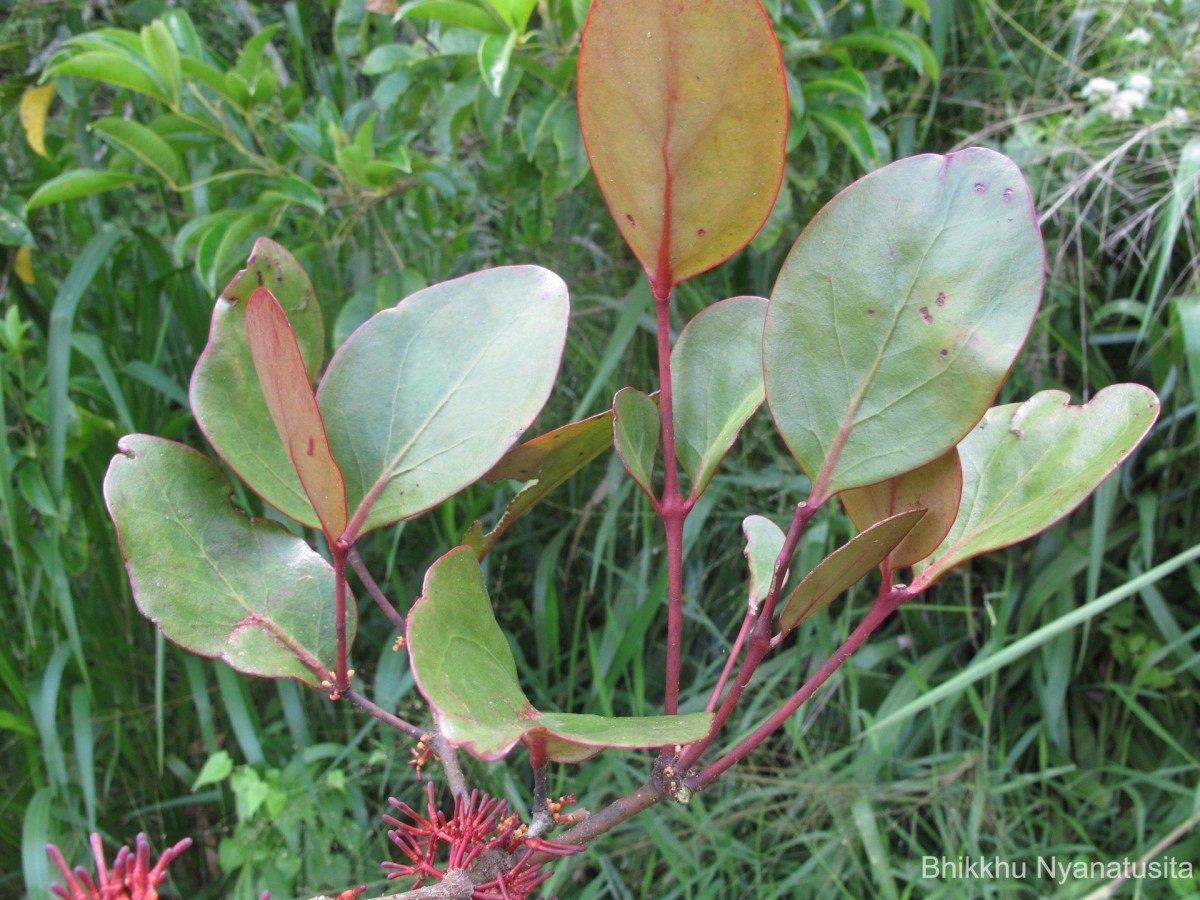 Dendrophthoe neelgherrensis (Wight & Arn.) Tiegh.